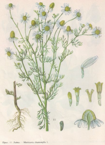 Ромашка лекарственная акварель