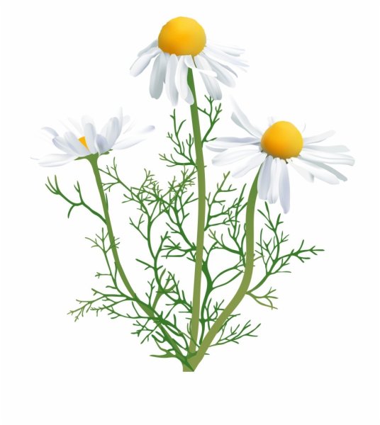 Ромашка аптечная вектор