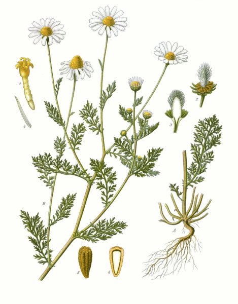 Ромашка аптечная Фармакогнозия