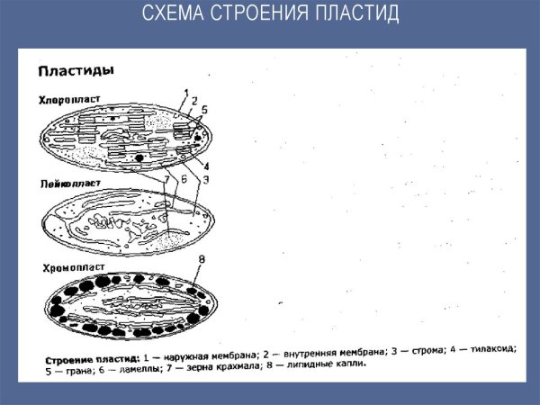 Пластиды схематический рисунок