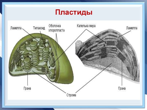 Пластиды в эукариотической клетке