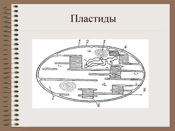 Пластиды строение рисунок