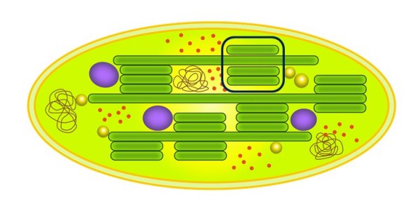 Пластиды хлоропласты рисунок