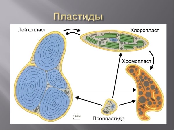 Схема взаимного превращения пластид