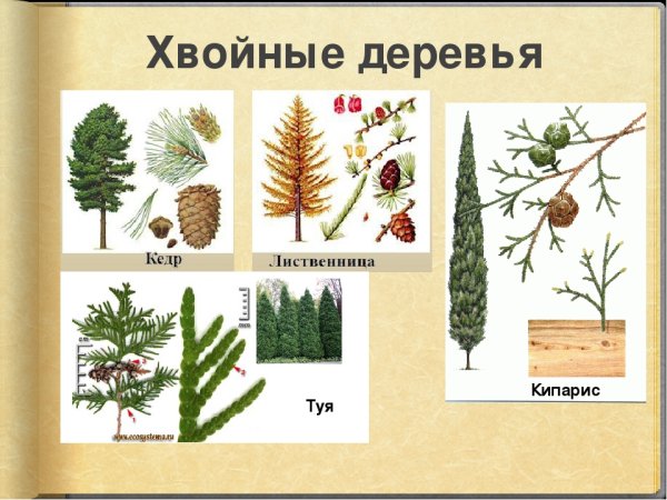 Виды хвойных деревьев
