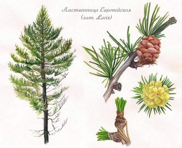 Лиственница шишки и хвоинки