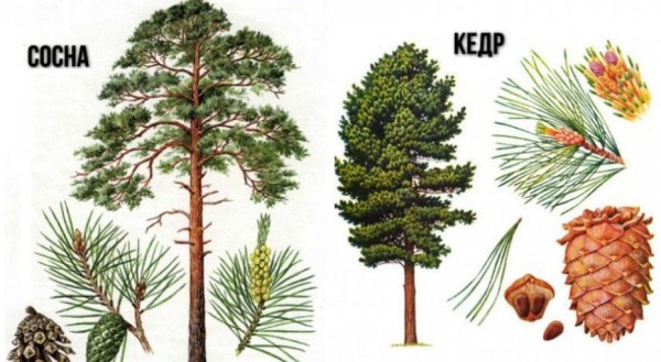 Сосна обыкновенная и сосна Сибирская