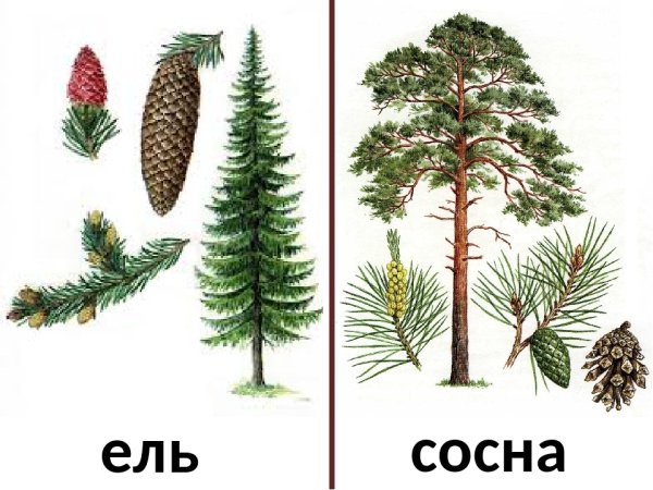 Хвоинки сосна и ель