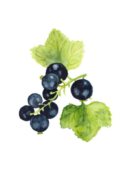 Смородина акварель