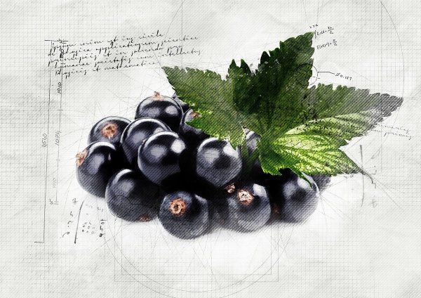 Смородина акварель