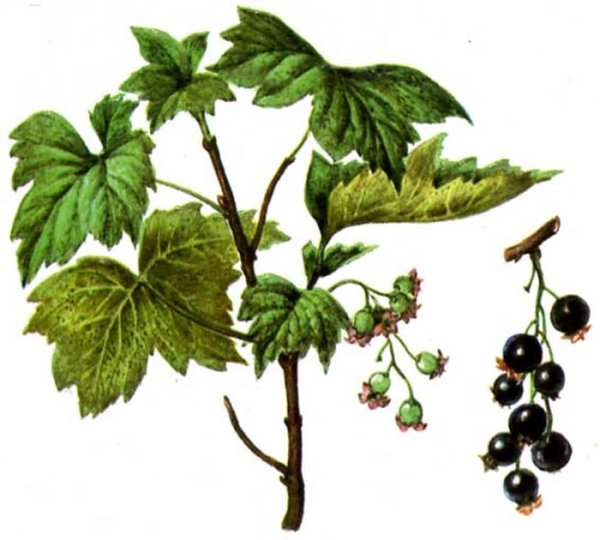 Смородина черная Фармакогнозия