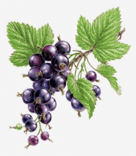 Чёрная смортдина акварель