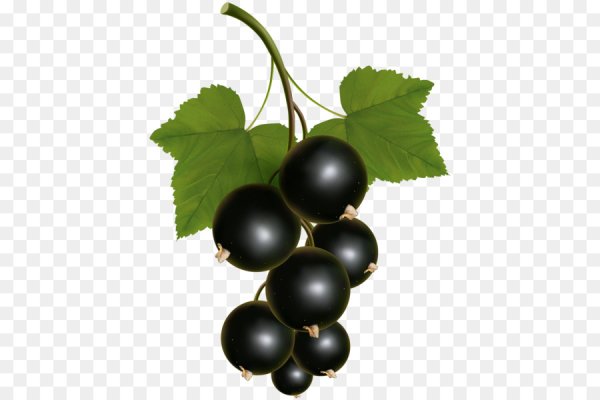 Смородина чёрная