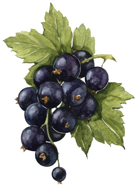 Чёрная смортдина акварель