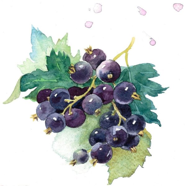 Смородина картина