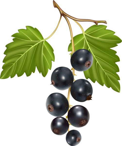Черная смородина вектор