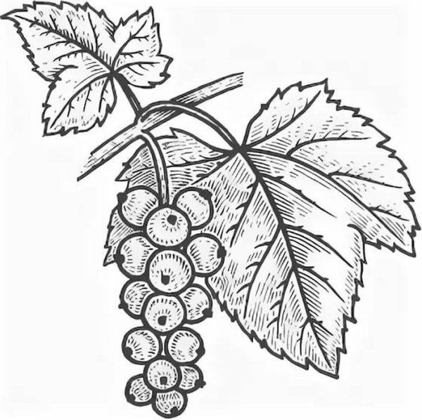 Смородина раскраска