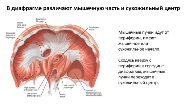 Диафрагма анатомия мышцы