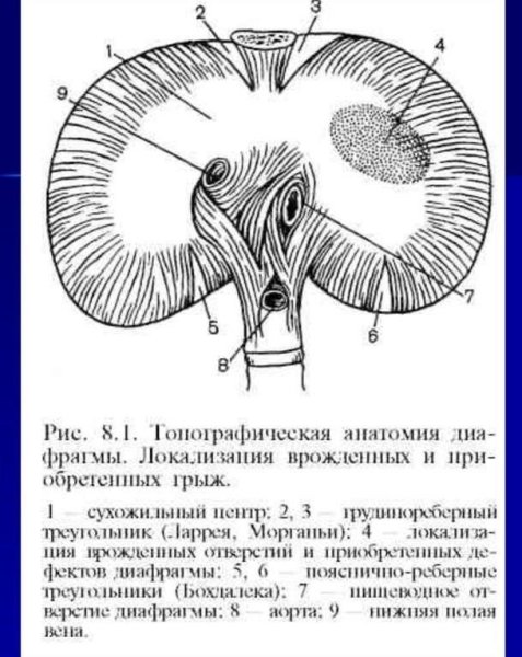 Строение диафрагмы топографическая анатомия