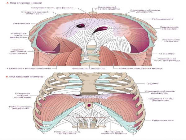 Строение грудобрюшной диафрагмы