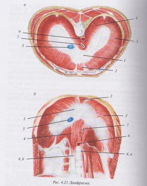 Грудобрюшная диафрагма анатомия