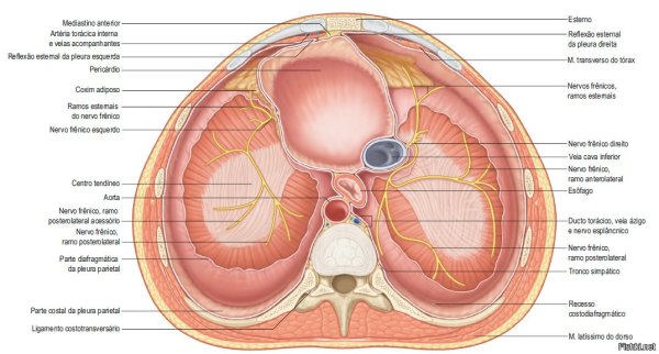 Строение диафрагмы топографическая анатомия