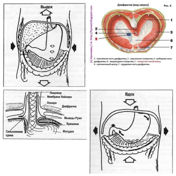 Диафрагма брюшной полости анатомия
