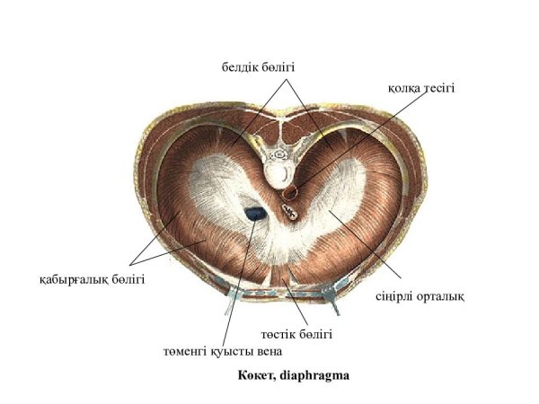 Портальное отверстие диаырагмы