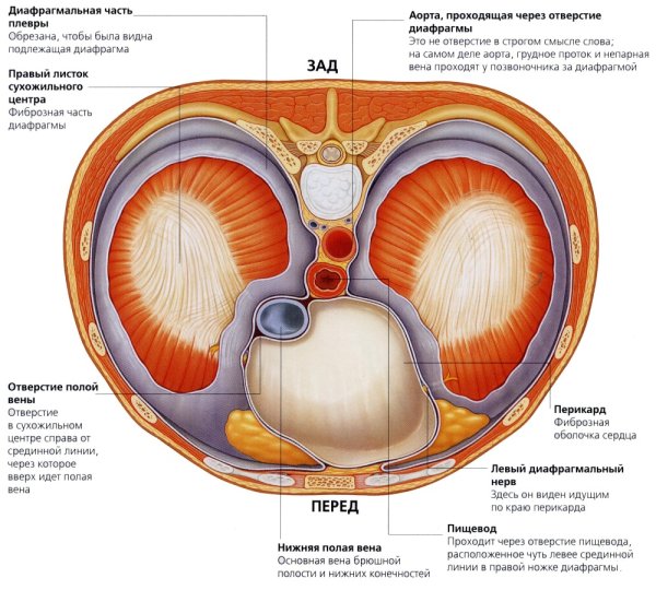 Строение диафрагмы