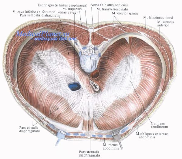 Анатомия диафрагмы человека слабые места