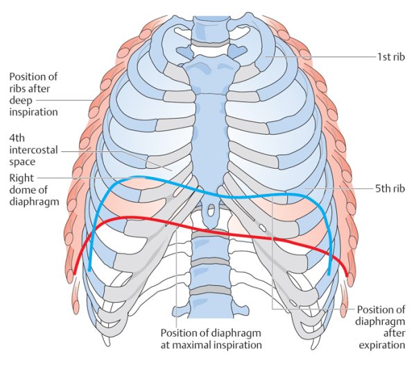 Диафрагма грудной клетки