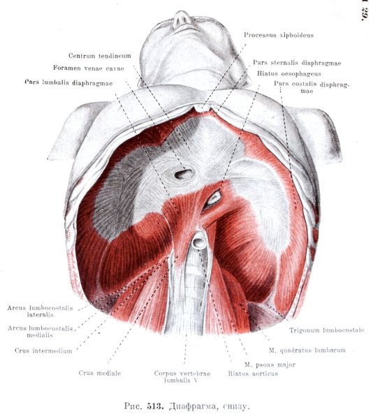 Диафрагма атлас