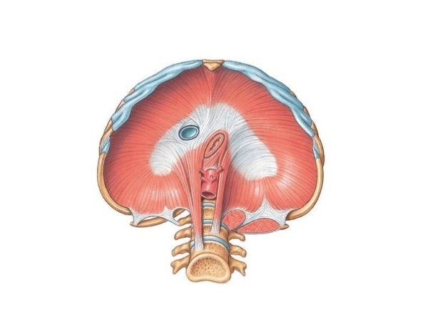 Диафрагма анатомия Синельников