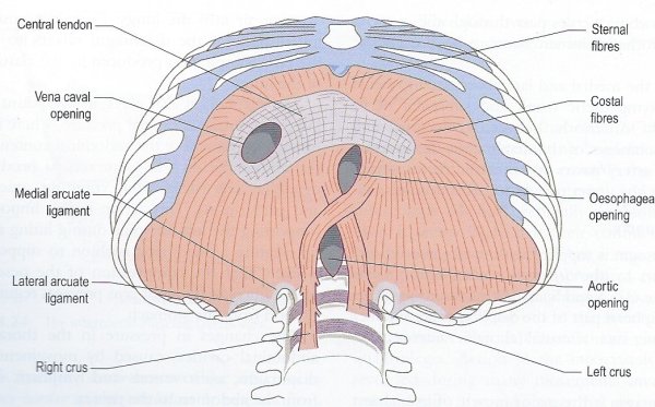 Диафрагма препарат анатомия