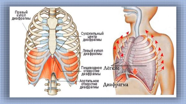 Диафрагма человека анатомия расположение