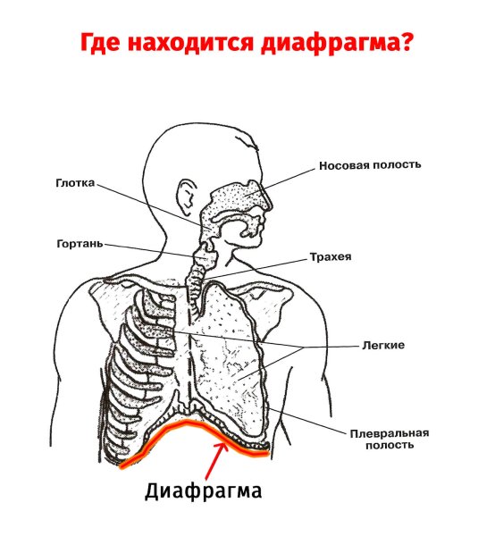 Диафрагма расположение анатомия