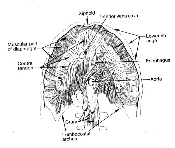 Диафрагма схематично анатомия