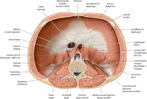 Диафрагма анатомия Неттер