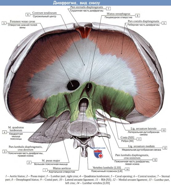 Ножки диафрагмы анатомия