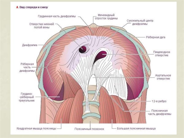 Диафрагма вид снизу