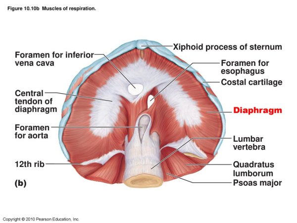 Диафрагма анатомия человека