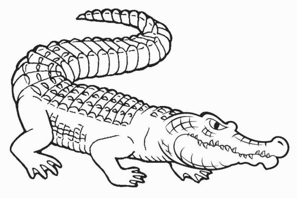 Alligator cartoon