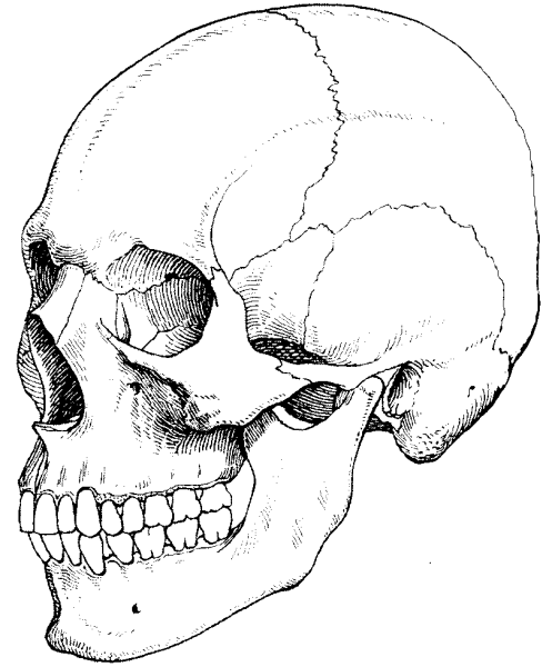 Скелет черепа сбоку