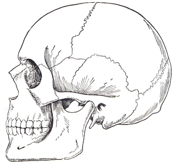 Скелет черепа сбоку