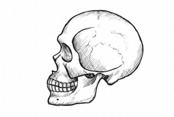 Череп сбоку атлас