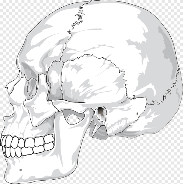 Контур черепа сбоку