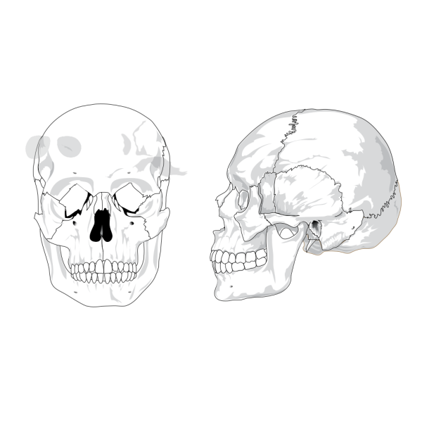 Череп анатомический сбоку