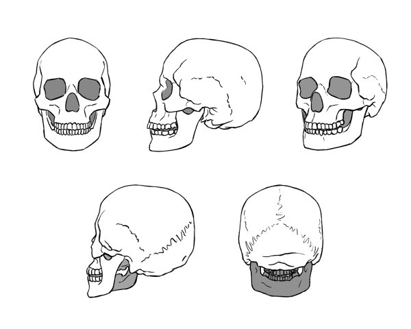 Череп без фона сбоку