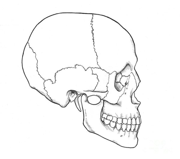 Череп сбоку