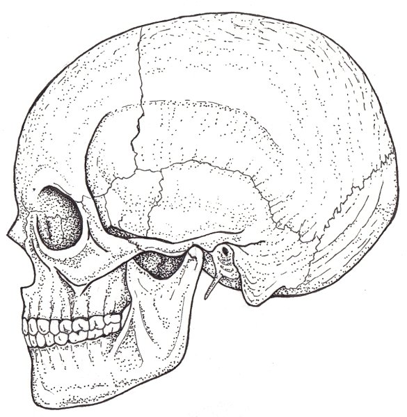 С лицом черепа сбоку